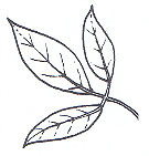 Trifoliate
